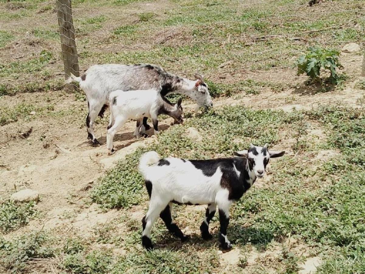 Hotel Fazenda Ararita ปอร์โต เฟลิซ ภายนอก รูปภาพ